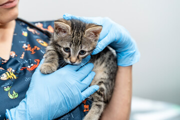 Veterinarian examining pet on table in veterinary clinic, Veterinary caring of a cute cat, healthcare of your pet. Pet Health Check Up. Caring Veterinarian Examining And Comforting a Cat During