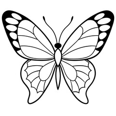 butterfly illustration