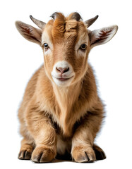 Fototapeta premium An adorable brown baby goat with small horns, sitting on a white background. Perfect for animal, farm, or nature-themed content.