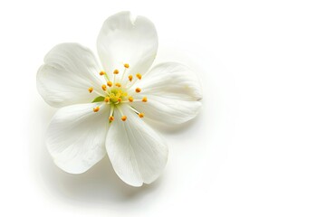 Obraz premium jasmine flower isolated on white background