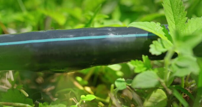 Water droplet on a drip irrigation hose with a blurred natural garden background, emphasizing the clarity and reflection in the droplet.