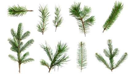 Collection of coniferous twigs on a transparent background
