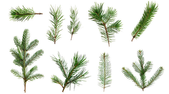 Collection of coniferous twigs on a transparent background