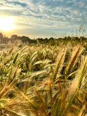 wheat field in the summer