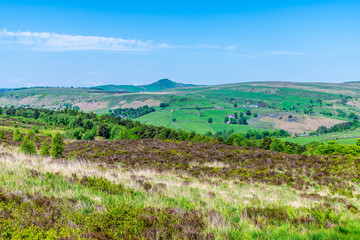 Naklejka premium A view over heather covered hillside close to Luds Church near Gradbach, Staffordshire in summertime