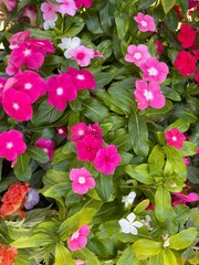 Fototapeta premium flowers in garden