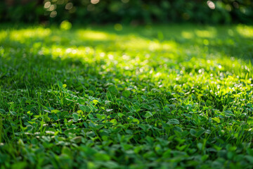 Green lawn in the sunlight. Vibrant grass in a well maintained garden