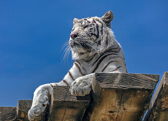 White tiger on the board. Latin name -Panthera tigris tigris, var. alba	