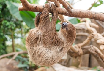 木にぶら下がって眠るナマケモノ