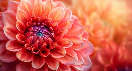 Fototapeta premium Stunning Red Dahlias in Bloom