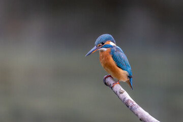Eisvogel