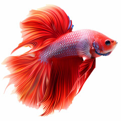 Fototapeta premium 3D fighting fish in white background vector image