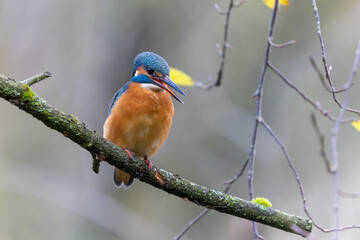 Eisvogel