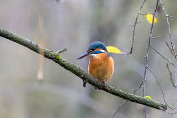 Eisvogel