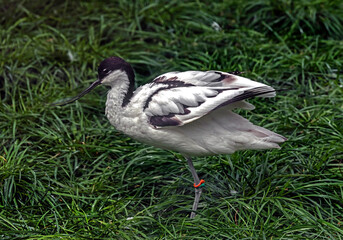 Pied avocet on the lawn. Latin name - Recurvirostra avosetta