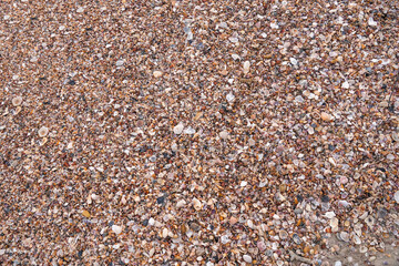 Seashells and coral reefs background. variety of sea shells from beach. Background of coral reefs and shells on the beach.