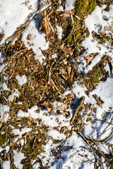 Spring ground covered with thawing snow. Melting ice on dry grass close up.