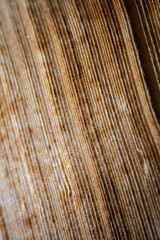 Extreme closeup of an old book from the side. Selective soft focus, shallow depth of field. Bibliophile, bookworm abstract background