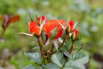 red rose in the garden