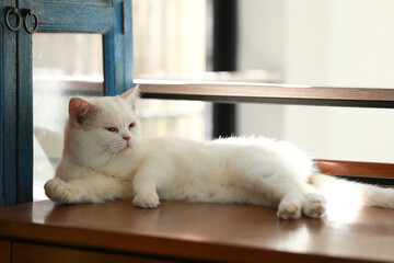 White cat lying lazily on the wooden table