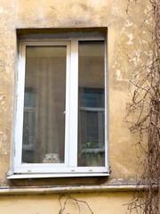 Cat gazes out from a window of an old building with vines climbing the wall, creating a rustic and nostalgic atmosphere.