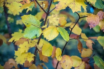 Die Blätter einiger Jungbäume verfärben sich: Es ist Herbst. Das Farbspektrum reicht von grün, hellgrün, gelb, hellorange bis hin zu rötlich-braun.