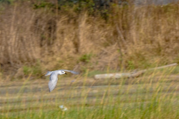 A white seagull with outstretched wings.
