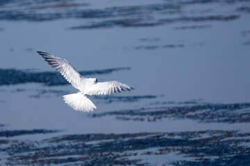 A white seagull with outstretched wings.