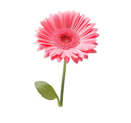 Pink Gerbera flower blossom isolated.With clipping path.