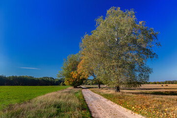 Jesienna polna droga