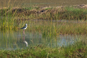 a black-winged stilt wading in a shallow pond.