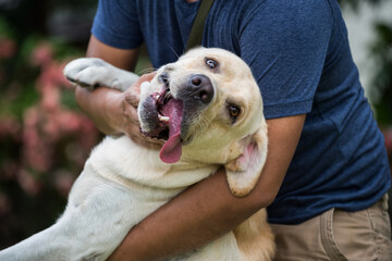 Adorable labrador retriever dog carry and hug by its owner