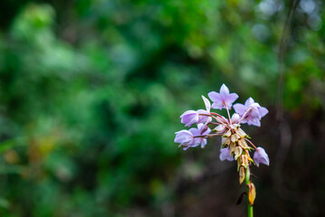 Obraz premium Orchid flower. Spathoglottis plicata, commonly known as the ground orchid, is found in Southeast Asia