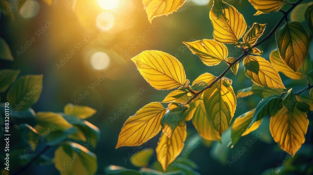 Poster sunlight filtering through leaves in spring