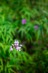 Orchid flower. Spathoglottis plicata, commonly known as the ground orchid, is found in Southeast Asia