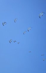 seagulls flying juvenile gulls gliding blue sky low angle view vertical
