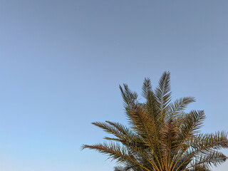 Palm leaves in the sky