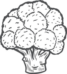 Broccoli engraving vector illustration isolated on white background.