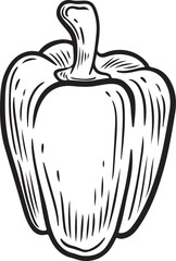 Bell pepper vegetable engraving vector illustration isolated on white background.
