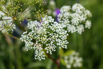 
close up of small bald flowers