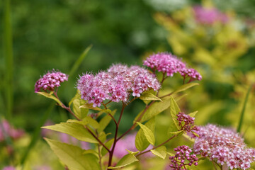 
small purple flowers on a background of green leaves