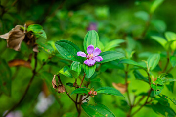 Fototapeta premium Purple flowers. Sendunia flower or Melastoma malabathricum, usually grows among shrubs