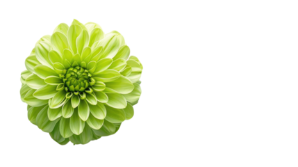 Green flower on a transparent background