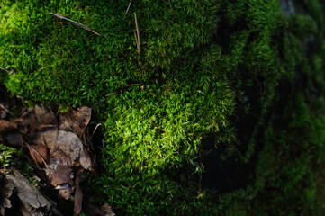 Bright green moss in the forest after the rain.