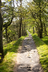 A treelines hiking trail on top of Hadrian’s Wall in the Northumberland National Park, UK