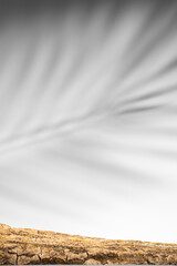 Shadow of palm leaves with tree bark on a white background. Abstract background. Mockup