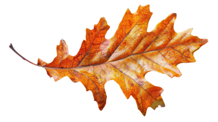Close-up of a single autumn oak leaf , the beauty of autumn fall season