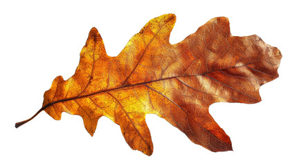 Fototapeta premium Close-up of a single autumn oak leaf , the beauty of autumn fall season