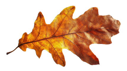 Close-up of a single autumn oak leaf , the beauty of autumn fall season
