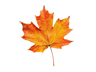 Fototapeta premium Vibrant autumn maple leaf isolated on white background. Perfect for seasonal designs, nature themes and fall-inspired 